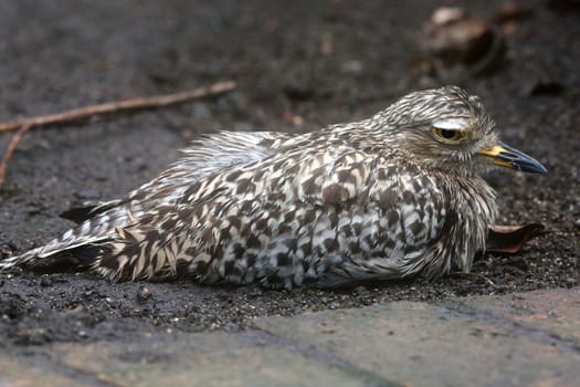 Spotted thick-knee or dikkop bird on the ground