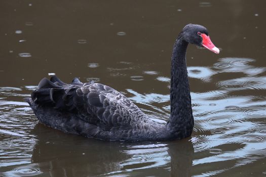Beautiful black swan swimming on a pond in the rain