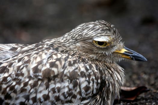 Spotted thick-knee or dikkop bird on the ground