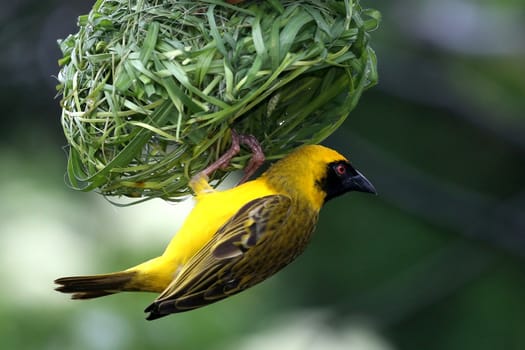 Masked Weaver Bird hanging from it's nearly completed nest