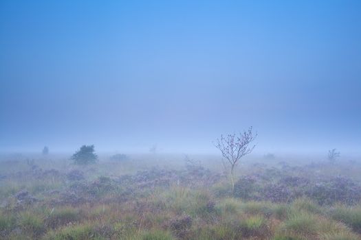 rowan tree and flowering heather on misty swamp, Drenthe, Netherlands