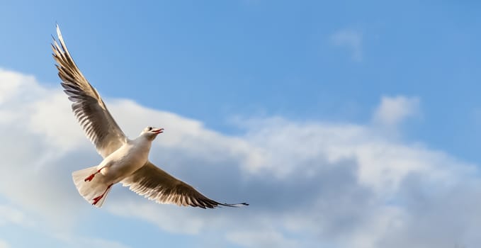 Single seagull flying against background of blue sky and white clouds.