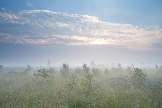 misty sunrise over marsh with many little pine trees, Fochteloerveen, Netherlands