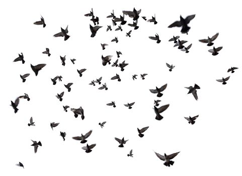 Silhouettes of pigeons. Many birds flying in the sky. Motion blur. Isolated on white