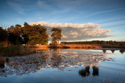 sunset sunlight over wild lake with water lilies, National Park Dwingelderveld, Netherlands