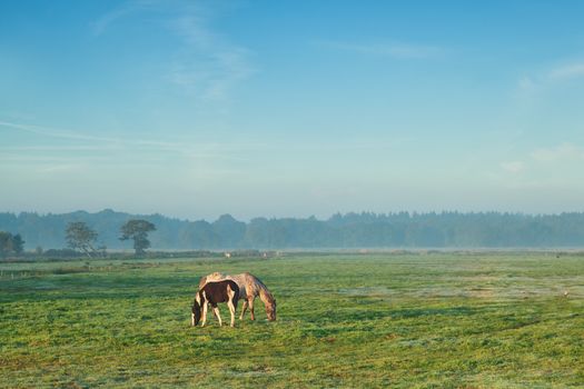 mare with foal grazing on pasture in misty morning, Groningen, Netherlands