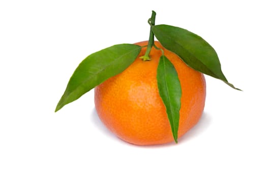 Large ripe fruit Mandarin with a sprig and green leaves. Presented on a white background.