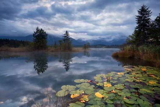 water lilies on lake Barmsee in clouded morning, Bavarian Alps, Germany