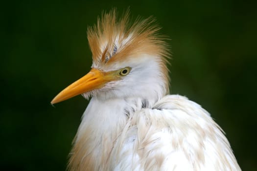 White egret bird with crest feathers looking like a bad hair do