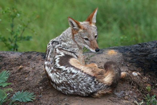 Black Backed Jackal from Africa sitting on top of it's lair