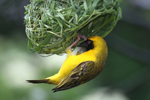 Masked Weaver Bird hanging from it's nearly completed nest