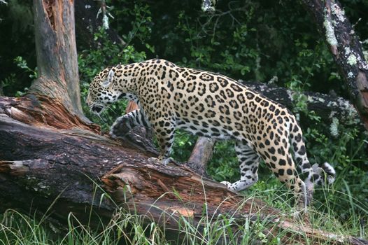 Jaguar big cat climbing up a fallen tree