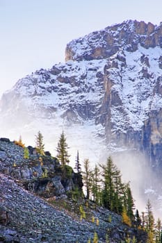 Low clouds above pine trees, Lake O'Hara, Yoho National Park, British Columbia, Canada