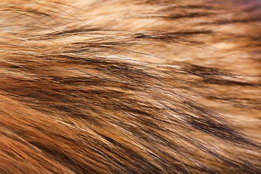 Fur closeup. Auburn raccoon fur. Macro. horizontal