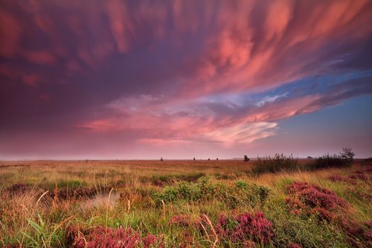 mammut clouds over swamp during dramatic sunset, Fochteloerveen, Netherlands