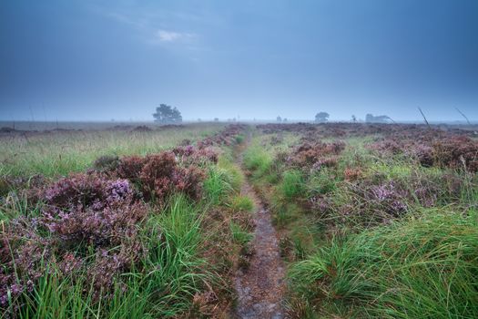 path through swamp with flowering heather during misty morning