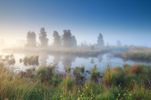 silent misty morning over swamp, Fochteloerveen, Netherlands
