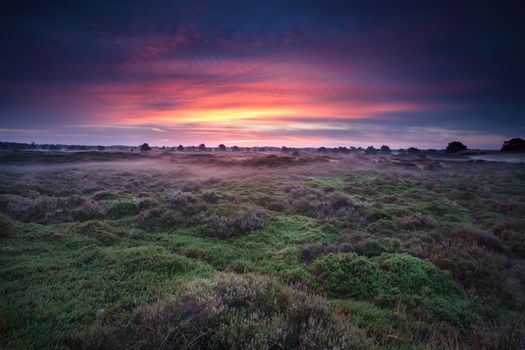 dramatic sunrise over heather land, Drents-Friese Wold, Netherlands