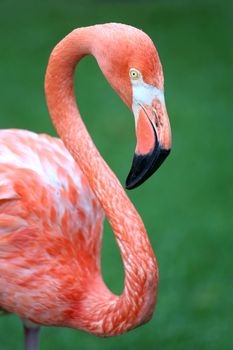 Graceful Pink Flamingo with a S haped neck