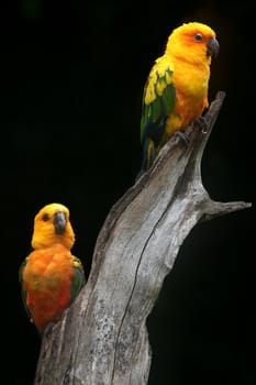 Pair of Sun Conure parrots perched on a tree stump