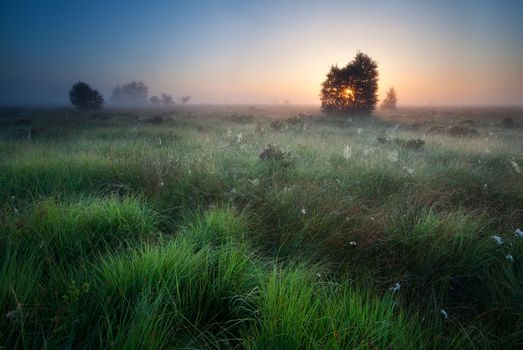 foggy sunrise over marsh with spidernets ans cotton-grass