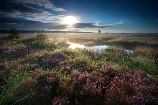 morning sunshine over swamp with flowering heather, Fochteloerveen, Netherlands