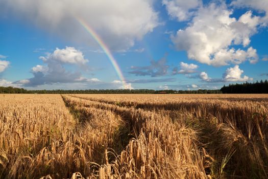 rainbow after summer rain over wheat field, Friesland, Netherlands