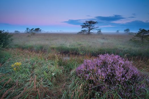 flowering wild heather in misty sunrise on swamp