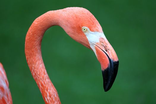 Graceful Pink Flamingo with a big beak