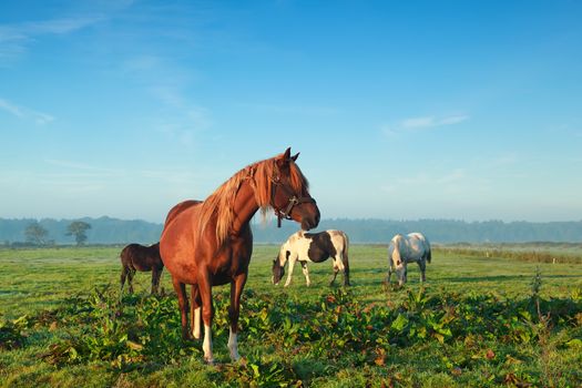 few horses grazing on morning sunny pasture