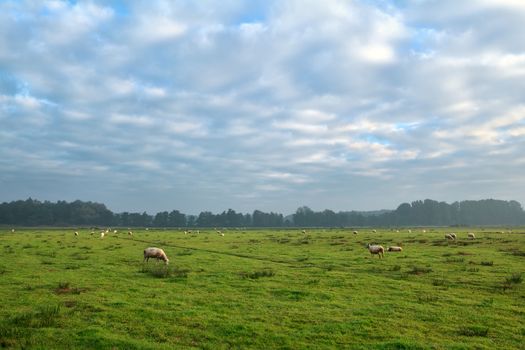 sheep herd grazing on green pasture, Holland