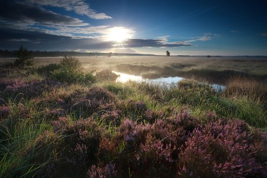 morning sunshine over blooming heather flowers on swamp