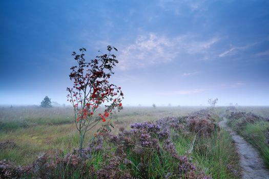 rowan berry tree and flowering heather in morning fog, Fochteloerveen, Drenthe, Netherlands