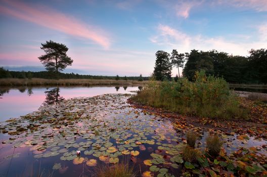 wild lake with water lily leaves and flowers at sunset, Dwingelderveld, Netherlands