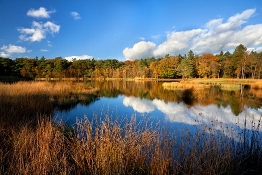 golden autumn forest by wild lake, Mensingebos, Groningen, Netherlands