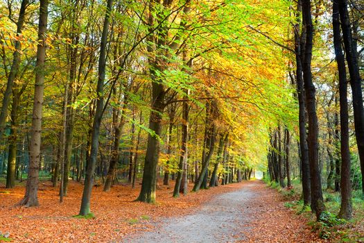 autumn in forest with orange and golden leaves, Mensingebos, Netherlands