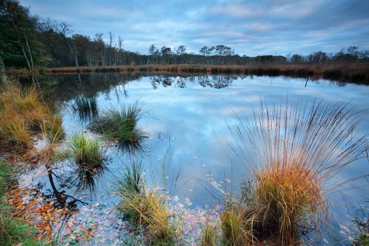 autumn on wild forest lake, Netherlands