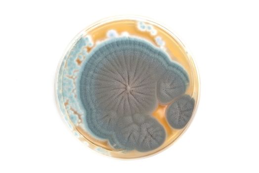 Penicillium fungi on agar plate in microbiological laboratory over white