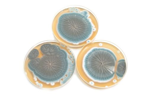Penicillium fungi in laboratory on agar plates over white