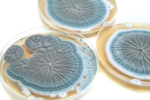 agar plates with Penicillium fungi on white background