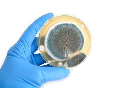 genetically modified fungi on agar plate over white background