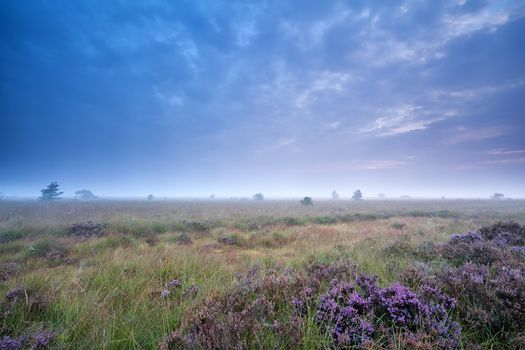 clouded morning over marsh with heather flowers, Fochteloerveen, Netherlands