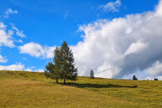spruce trees on meadow over blue sky with clouds, Bavarian Alps