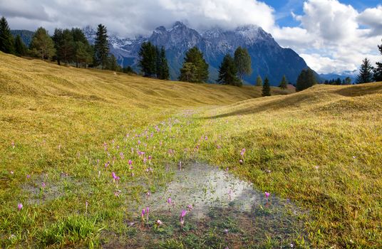 crocus flowers on alpine meadows, Bavarian Alps, Germany