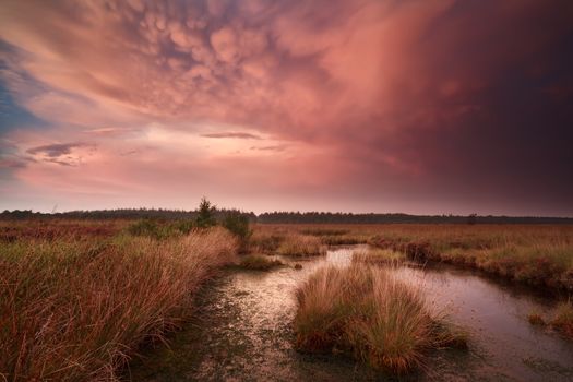 dramatic stormy sunset with mammatus clouds over swamps