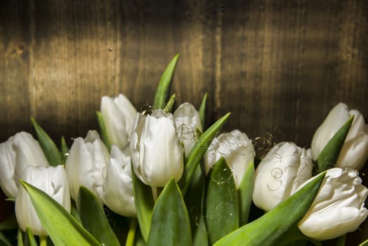 A white tulip bouquet against a brown wall