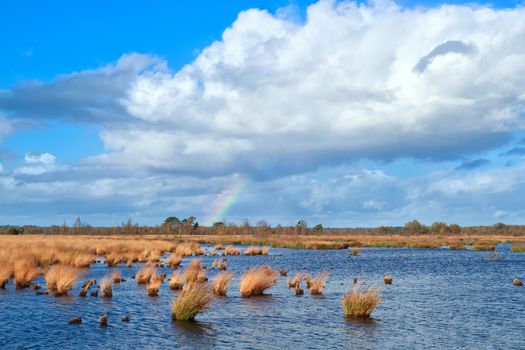 rainbow over the swamp and blue sky, Dwingelderveld, Drenthe, Netherlands