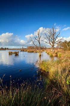 old dead trees in bog water over blue sky, Dwingelderveld, Drenthe, Netherlands