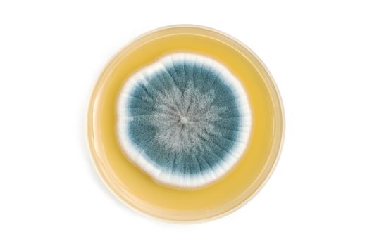 fungi on agar plate in laboratory over white background
