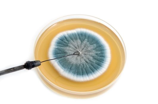 metal laboratory loop and fungi on agar plate over white background